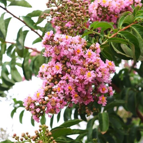 Lagerstroemia indica x fauriei 'Biloxi'