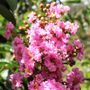 Lagerstroemia indica x fauriei 'Biloxi'