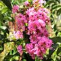 Lagerstroemia indica x fauriei 'Biloxi'