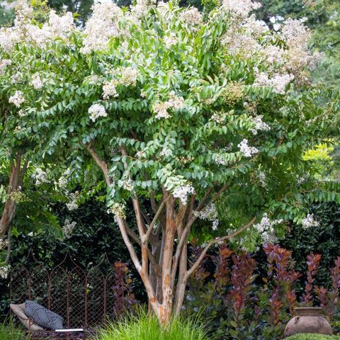 Lagerstroemia indica x fauriei 'Natchez'