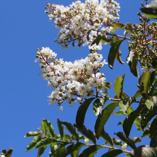 Lagerstroemia indica x fauriei 'Natchez'