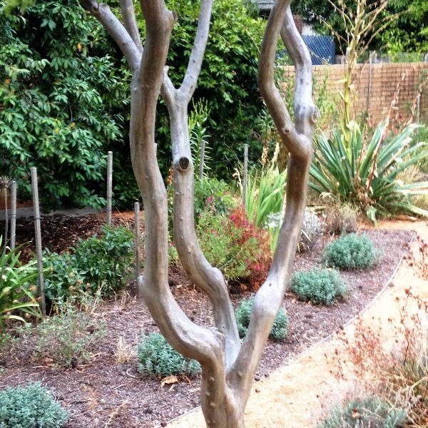 Lagerstroemia indica x fauriei 'Natchez'