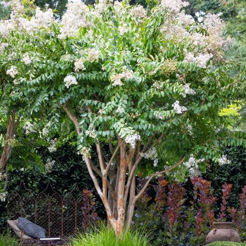 Lagerstroemia indica x fauriei Natchez Multistem