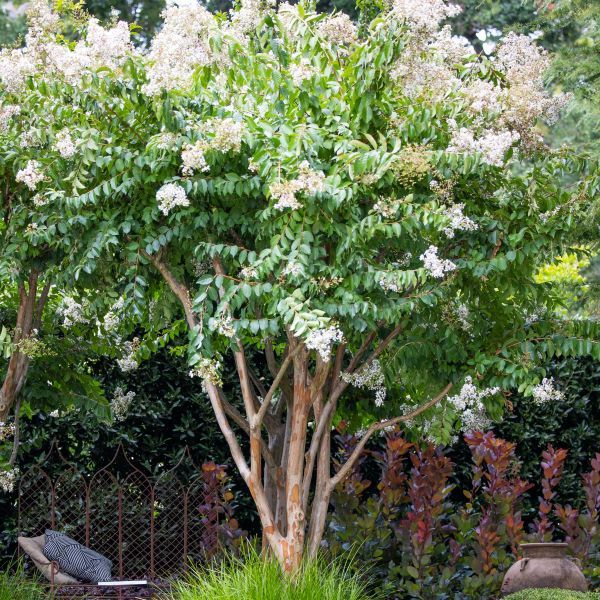 Lagerstroemia indica x fauriei Natchez Multistem