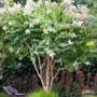 Lagerstroemia indica x fauriei Natchez Multistem