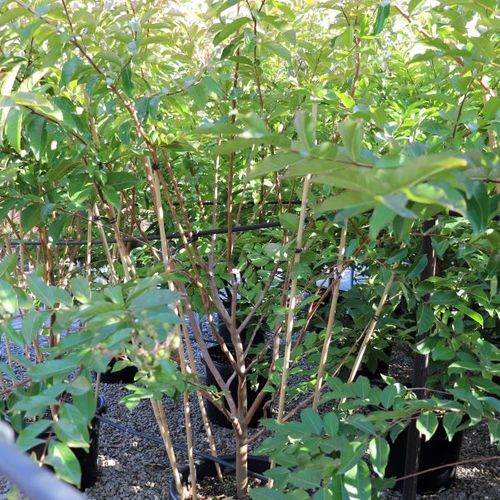 Lagerstroemia indica x fauriei Natchez Multistem