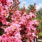 Lagerstroemia indica x fauriei 'Sioux'