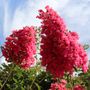 Lagerstroemia indica x fauriei 'Tuscarora'