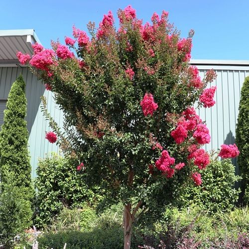 Lagerstroemia indica x fauriei 'Tuscarora'