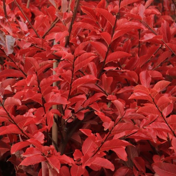 Lagerstroemia indica x fauriei 'Tuscarora'