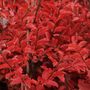 Lagerstroemia indica x fauriei 'Tuscarora'