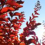 Lagerstroemia indica x fauriei 'Tuscarora'