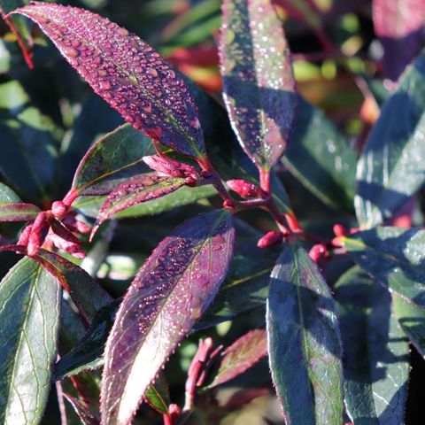 Leucothoe keiskei 'Burning Love' pbr