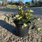Leucothoe keiskei 'Burning Love' pbr
