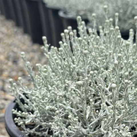 Leucophyta brownii nana 'Silver Nugget'
