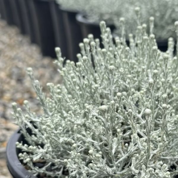 Leucophyta brownii nana 'Silver Nugget'