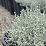 Leucophyta brownii nana 'Silver Nugget'