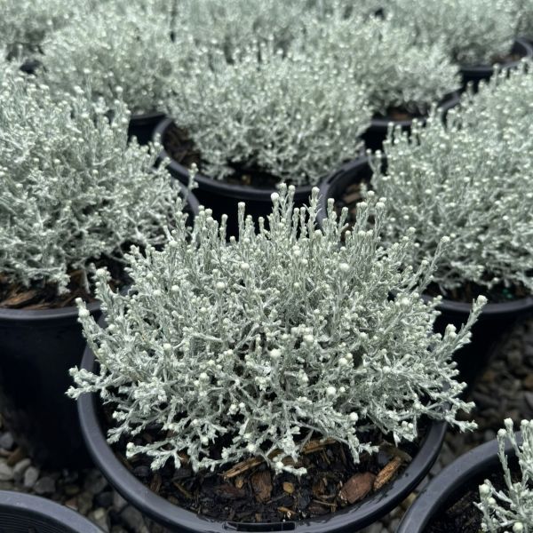 Leucophyta brownii nana 'Silver Nugget'