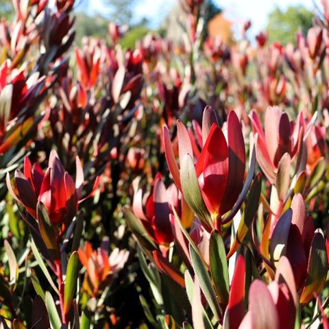 Leucadendron salignum x laureolum 'Safari Sunset'