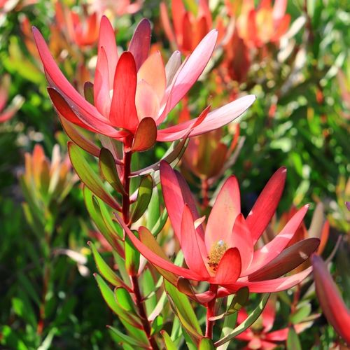 Leucadendron salignum x laureolum 'Safari Sunset'