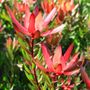 Leucadendron salignum x laureolum 'Safari Sunset'