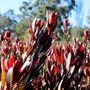 Leucadendron salignum x laureolum 'Safari Sunset'