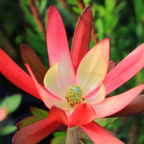 Leucadendron salignum x laureolum 'Safari Sunset'