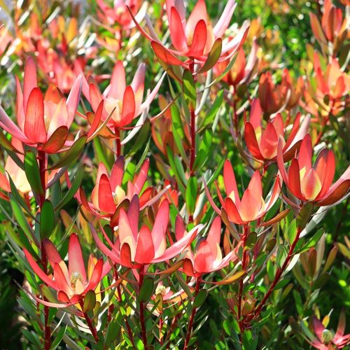 Leucadendron salignum x laureolum 'Safari Sunset'