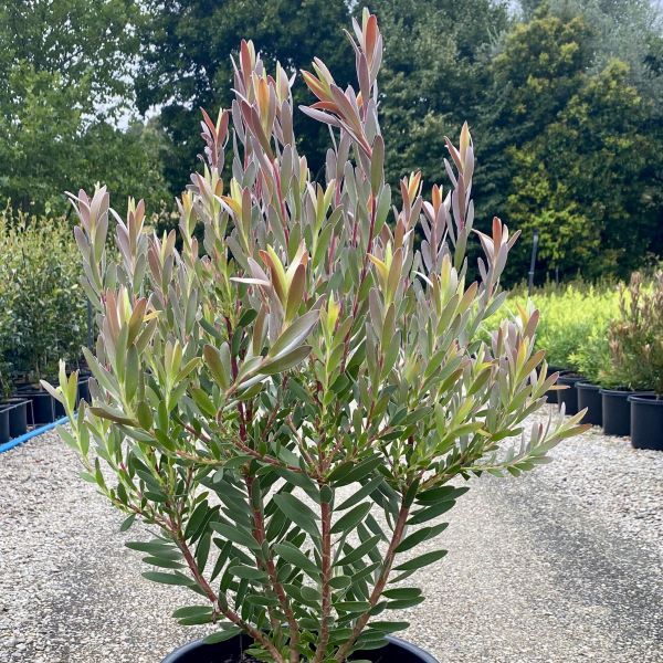 Leucadendron salignum x laureolum 'Safari Sunset'