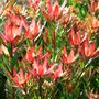 Leucadendron salignum x laureolum 'Safari Sunset'