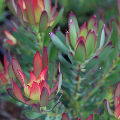 Leucadendron salignum 'Devils Blush'