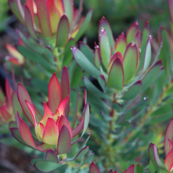 Leucadendron salignum 'Devils Blush'