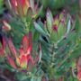 Leucadendron salignum 'Devils Blush'