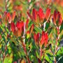 Leucadendron salignum 'Devils Blush'