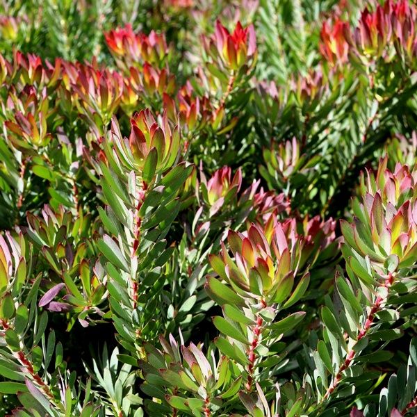 Leucadendron salignum 'Devils Blush'