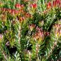 Leucadendron salignum 'Devils Blush'