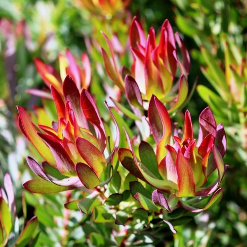 Leucadendron salignum 'Devils Blush'