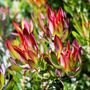 Leucadendron salignum 'Devils Blush'