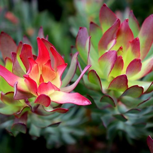 Leucadendron salignum 'Devils Blush'