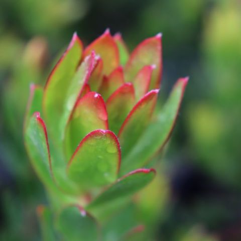 Leucadendron x hybrida 'Sundance'