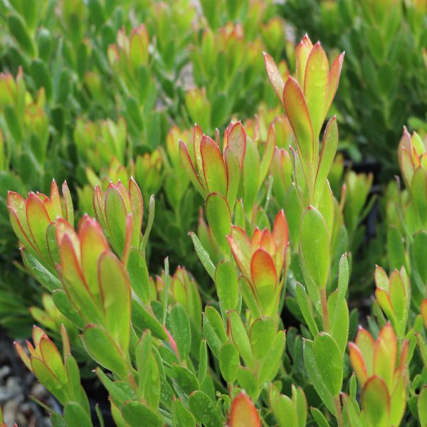 Leucadendron x hybrida 'Sundance'