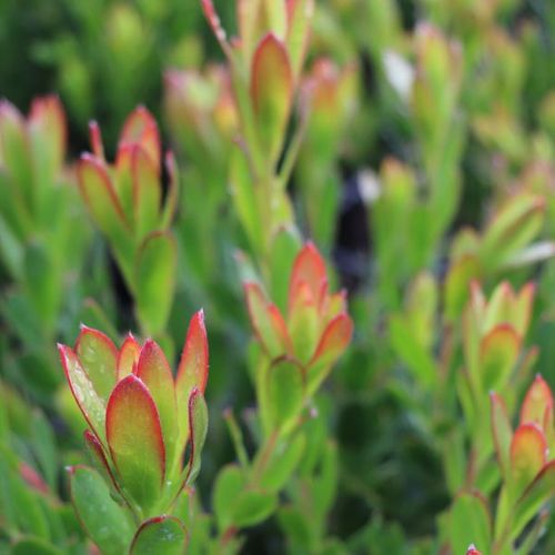Leucadendron x hybrida 'Sundance'