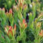Leucadendron x hybrida 'Sundance'
