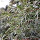 Leptospermum brachyandrum 'Jack Frost'