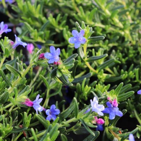 Lithodora diffusa 'Grace Ward'