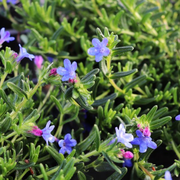 Lithodora diffusa 'Grace Ward'