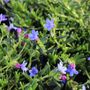Lithodora diffusa 'Grace Ward'