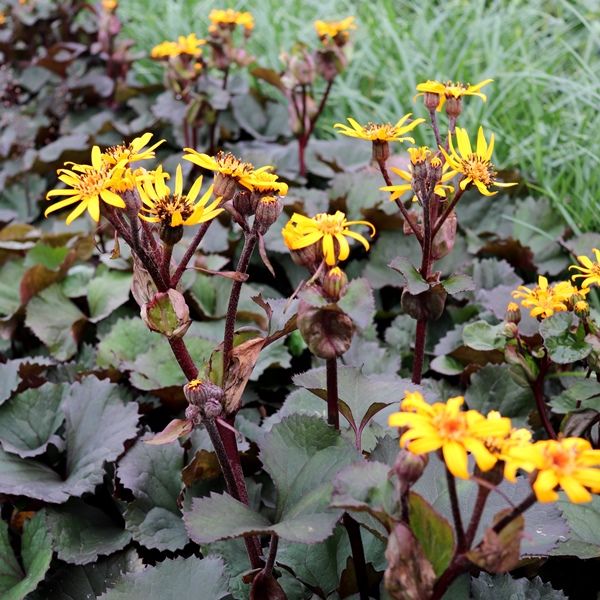 Ligularia Dentata