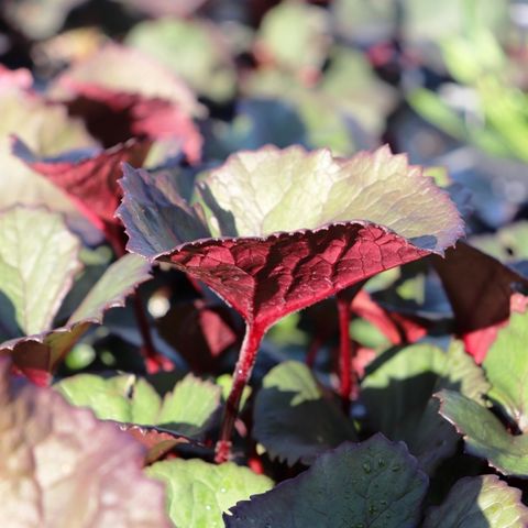 Ligularia dentata 'Little Golden Ray'