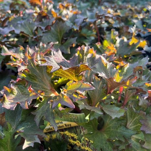 Ligularia dentata 'Little Golden Ray'